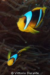 A couple of Clown Fish by Vittorio Durante 